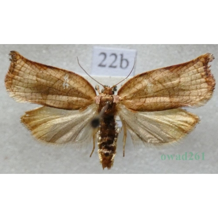 Archips podana (Scopoli, 1763) Zwójka rdzaweczka Czech22b